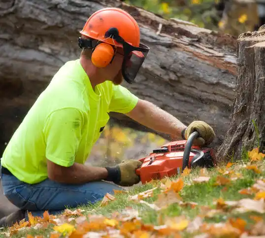 tree services Somerville